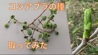 《山菜》初めてコシアブラの種を採取してみた！