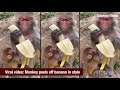 Monkey peels off banana in style