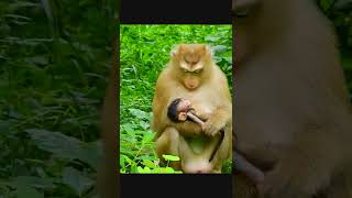 Amazing baby monkey 22