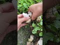 immersive picking of a type of mushroom bamboo fungus and decompression video. asmr mushrooming