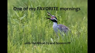 Yellow-crowned night heron morning hunt  - Nikon Z9