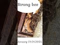 strong bee güçlü bölme arı arı arıcılık arıcı