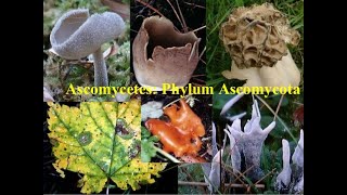 Classification of Fungi: Ascomycota (Sac Fungi)