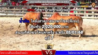 คู่ที่ 7 สนามกีฬาชนโคนครตรัง จ.ตรัง 5/1/68  🔴#โคขาวงามฟ้าแลบน้อย vs🔵#โคลังสาดวาสนาพาโชค