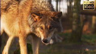 Wolf | all details about wolf - වෘකයන් ගැන හැමදේම | Wildlife animal Video - Full Hd Videos [ 1080p ]