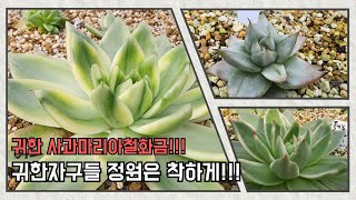 9월14일 ㅡ정원다육ㅡ  오후2탄영상!!!귀한 사과마리아철화금. 그리고 예쁜 자구들!!!  정원댁010.7370.2040