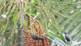 ♪鳥くん野鳥動画（Borneo)AsianGlossyStaringﾐﾄﾞﾘｶﾗｽﾓﾄﾞｷ