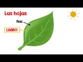 partes de la hoja para niños ✔👩‍🏫 primaria