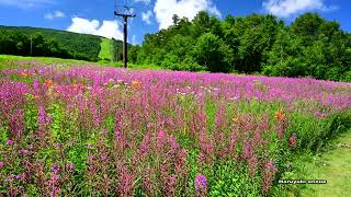 ヤナギランの花が咲き誇る志賀高原の夏・4K