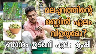 മലപ്പുറത്തിന്റെ മണ്ണിൽ ഏലം വിളയുമോ? | Will cardamom grow in the soil of Malappuram? | #dhekrishi