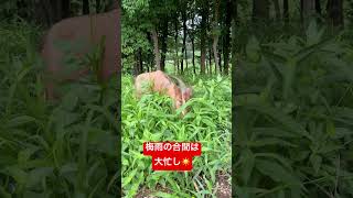 梅雨の合間　雨上がり　必死に食べるトカラヤギ　チョコ　#チョコとモカの成長日記 #goat #トカラヤギ #ヤギ #animal #cute