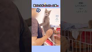 猫アレルギー、猫との触れ合い。 Cat Allergie human interact with cat.#猫 #cat #シャルトリュー #chartreux #猫ショート #catshort