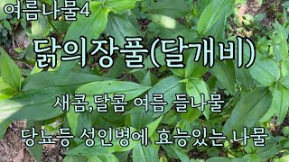 여름 들나물(닭의장풀)