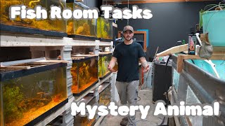 Fish Tank Maintenance & Mystery Animal Revealed