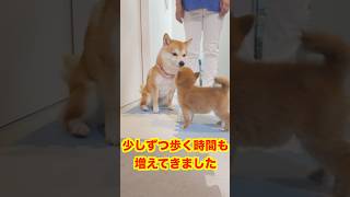 栄養失調の子犬が、リハビリ開始‼️#Shorts＃柴犬＃豆柴#多頭飼い#Shiba inu#mameshiba