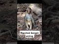 Monkey #shortvideo #faktaunik #youtubeshorts #monyet #kerasakti #shorts