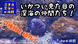 いかつい深海のなかまたち／沼津港深海水族館［YouTube水族館］#fear #underthesea #こわカワイイ