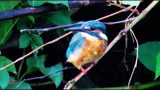 カワセミ世田谷地区お母さん 2024 09 18 #カワセミ #野鳥 #birds #wildlife #nature #自然観察ぶらり散歩