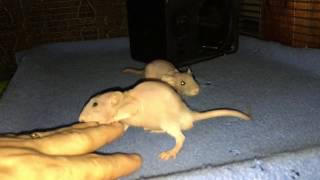 baby double-Rex dumbo rats playing #2