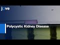 Polycystic Kidney Disease: Knockdown of wnt5a Causes | Protocol Preview