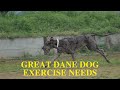 Great Dane Exercise Guide [Needs and Ideas]