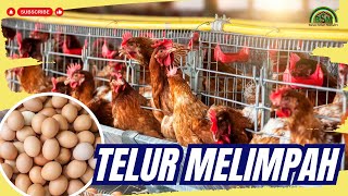 Bayu Diningrat # Rahasia Meningkatkan Telur Ayam #bayusehatmandiri #bayudiningrat