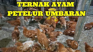 PETERNAK AYAM PETELUR SEKALA UMBARAN RATUSAN EKOR