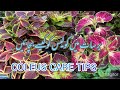 Simple tips for growing coleus at home.How to make coleus bushy and colourful I coleus propagation.