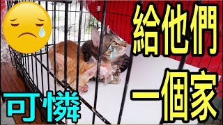 請以領養代替購買，幫助流浪動物🐈🐶 We can help ❤️（Türkçe Altyazı）