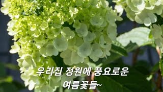 이렇게 커질수가 있어요??|여름꽃|수국삽목은 지금|목수국 |수국 |