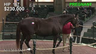 Hip 167 sells at the 2021 Keeneland January Sale for $350,000