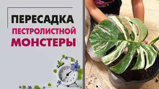 Пересадка пестролистных монстер: Тайское созвездие, Пертусум пестролистная и монстера лакомая гигант