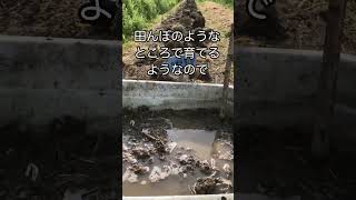 [畑の記録4/22]友達からもらったマコモダケ植えたよ