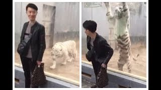 Sneaky white tiger attempts to attack man at zoo in China