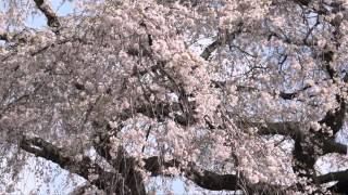 しだれ桜　安楽寺（大分県別府市）