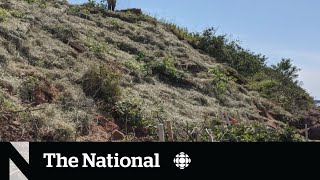 ‘Living shorelines’ may help mitigate future climate damage