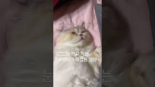 눈 뜨고 기절한 고양이 #shorts