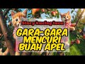 Story Kucing Lucu😻 Gara-gara mencuri buah apel 🙀#kucing #kucinglucu #cute