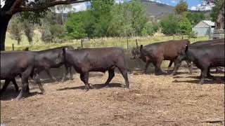 Wortmann Family Trust - 37 Angus Steers