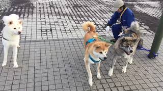 秋田犬　純　天、ゆうきくん