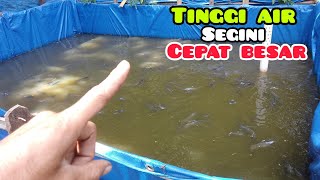 KETINGGIAN AIR KOLAM LELE || YANG IDEAL AGAR CEPAT BESAR