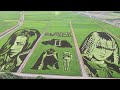 2023 07 22　古代蓮の里（埼玉県行田市）