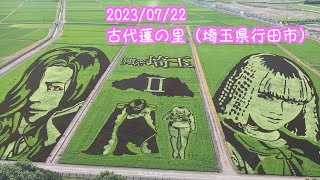 2023/07/22　古代蓮の里（埼玉県行田市）