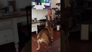 My GIANT Puppy Almost TRAMPLES My Daughter In Excitement! #dog #dogs #cutedog #funnydogs #shorts