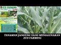 TANAMAN JAGUNG HASIL PENGGUNAAN PUPUK ECO FARMING