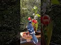 bluejay in a windy day