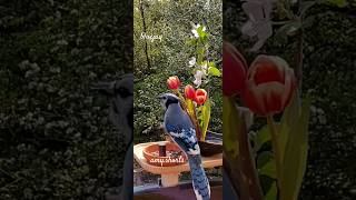 bluejay in a windy day