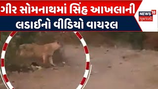 Gir Somnath Lion News | ગીર સોમનાથમાં સિંહ આખલાની લડાઈનો વીડિયો વાયરલ |Lion Video |Forest Department