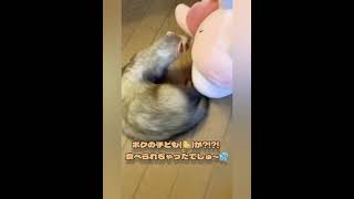 【テトさんの日常】子ども救出ミッション🐤  ※フェレット