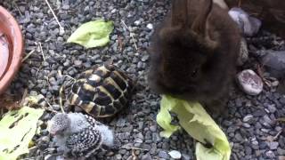 Junger Wellensittich, junger Hase und junge Schildkröte